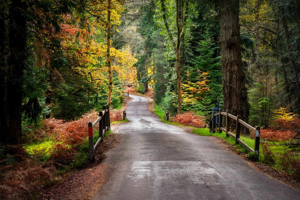 SudAngleterre's tweet photo. Nouveau sur le blog : découvrez les couleurs d'automne dans la New Forest > https://t.co/CioEoX0r8J
.
.
.
#DestinationAngleterre #Newforest #Hampshire #LoveGreatBritain #Frenchmoments https://t.co/l99c1H5vBj