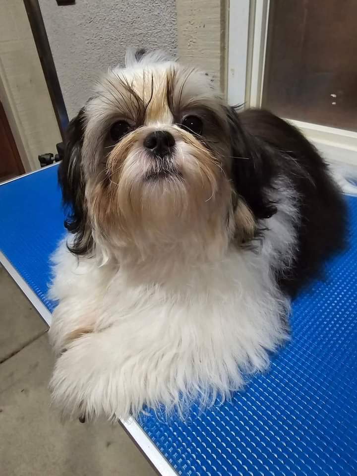 leilhydarby's tweet photo. @rahmdess27 I just also lost my dog a week ago. The pain is still here.. missing and longing to hug him every moment I am alone. So sad to hear that Tannie is gone. Run fast Tannie. https://t.co/RBQX4gEHkn