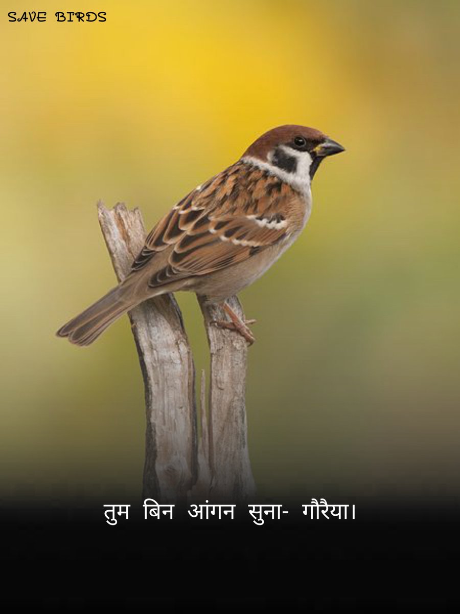 discoverbloging's tweet photo. #motivationalvideo
#Motivation
#motivationalqoute
#discoverbloging
#save_birsd
#save_trees https://t.co/j6xgRl5LDe