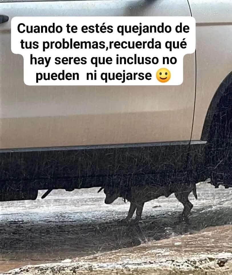 Mayú Guillén 🇲🇽🇺🇦 tweet media