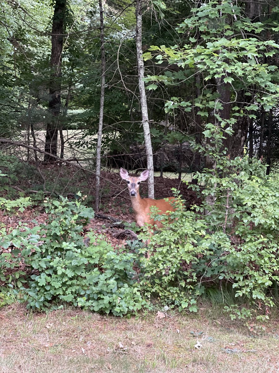 PureNewEngland's tweet photo. Did you know deer cause the most property damage during winter? Protect your landscape with our all-natural repellent services and keep hungry deer away from your plants! #deerdamage #saferepellent https://t.co/nf3LoY44gh