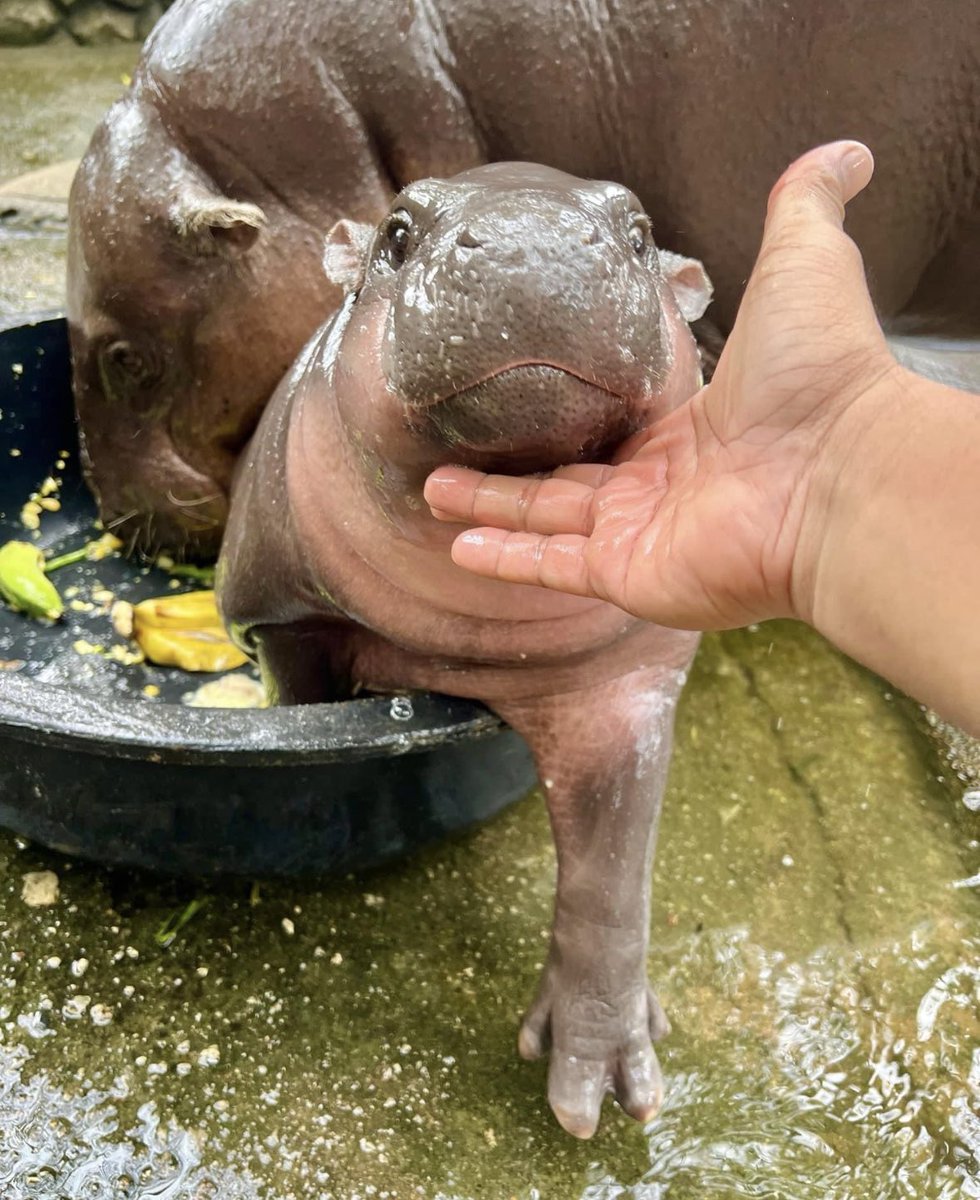 Fan Page | Moo Deng tweet media