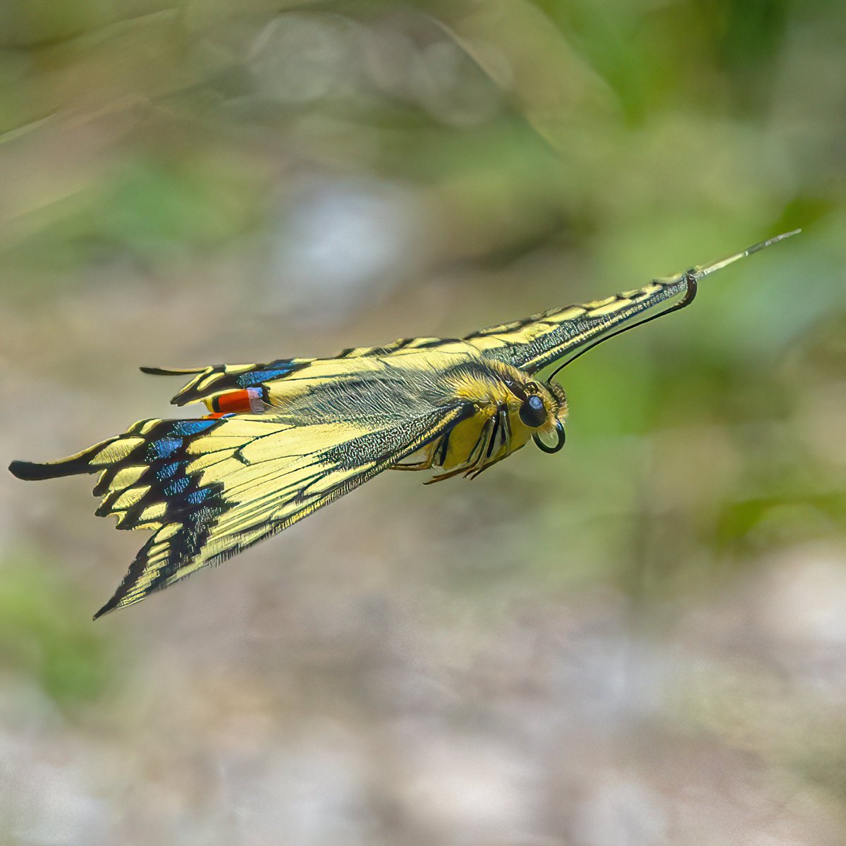 Paul Wright 🇬🇧🇯🇲🇸🇰 tweet media