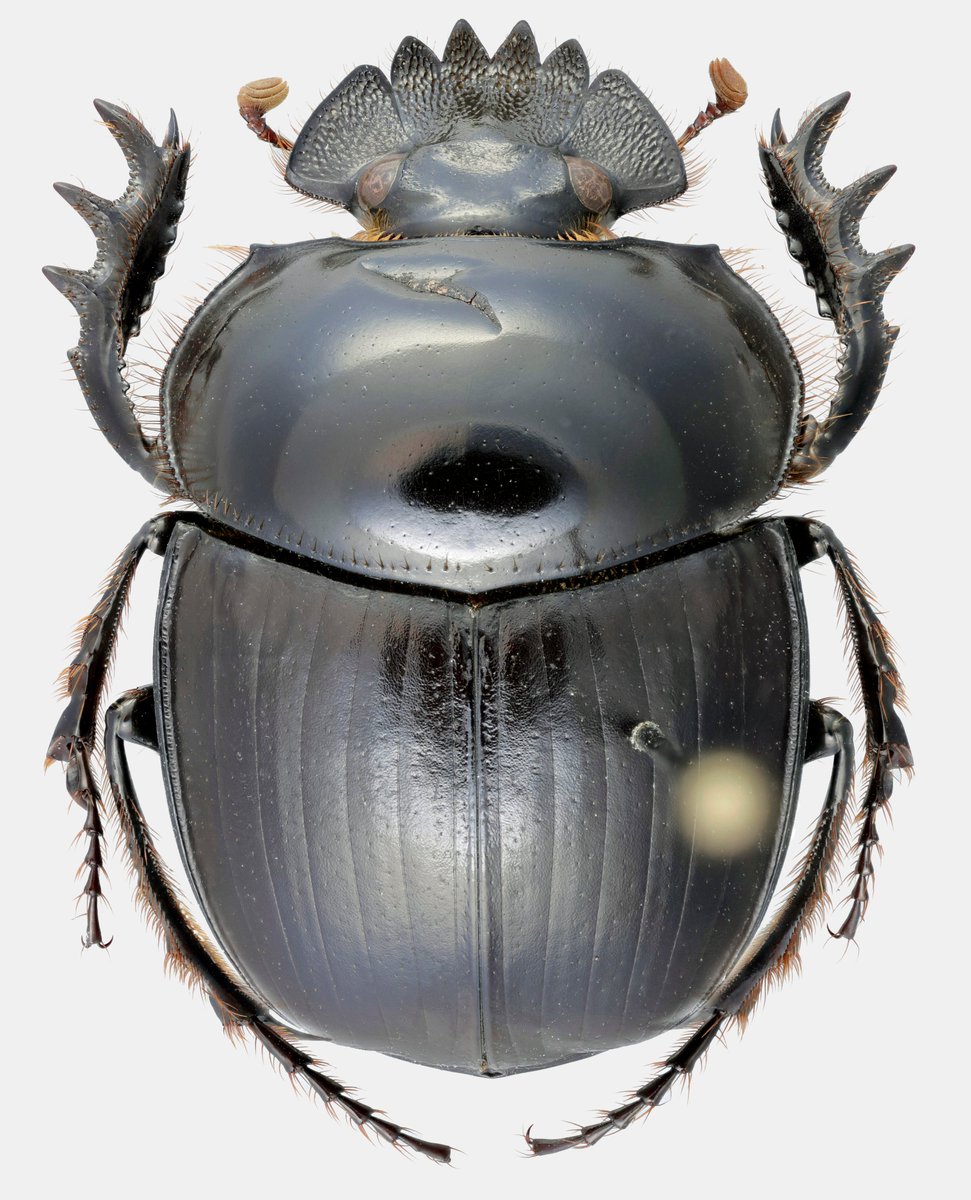 BDJournal (@biodatajournal) on Twitter photo The initial description of this new scarab beetle is composed directly in Phenoscript, replacing the traditional natural language format. Curious about how this works? Check out doi.org/10.3897/BDJ.12…
#beetles #taxonomy #Phenoscript <a href="/_G_Montanaro/">Giulio Montanaro</a> <a href="/tarasov_sergio/">Sergei Tarasov 🇺🇦</a> <a href="/luomus/">Luomus</a> The initial description of this new scarab beetle is composed directly in Phenoscript, replacing the traditional natural language format. Curious about how this works? Check out doi.org/10.3897/BDJ.12…
#beetles #taxonomy #Phenoscript <a href="/_G_Montanaro/">Giulio Montanaro</a> <a href="/tarasov_sergio/">Sergei Tarasov 🇺🇦</a> <a href="/luomus/">Luomus</a>