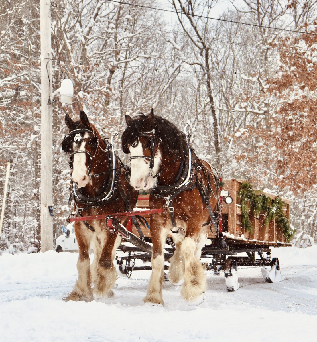 FCEast's tweet photo. 'Tis the season! These horses are truly dashing through the snow at Liberty Farm in Harrisville, R.I. Destiny Sincavage was nearby to capture this festive photo, featured in our 2024 Agricultural Views calendar. #AgriculturalViews #AgViews #MadeInAgriculture https://t.co/Z53CviRWtp
