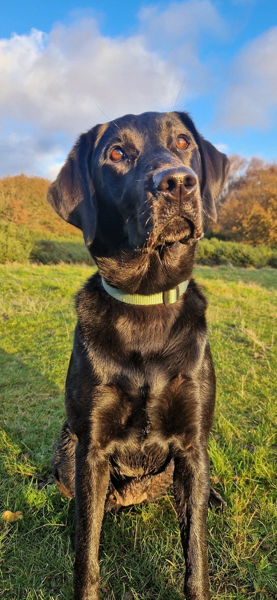 judythevet's tweet photo. It might have been the first day of winter but Scout still enjoyed some Autumn-like sunshine on our walk yesterday ๐ฅฐโค๏ธ๐โ๏ธ
#ScoutOutAndAbout #VetTwitter #Scout #BlackLabradors #Labrador #LabradorsOfTwitter #PuppiesOfTwitter #LabsOfTwitter #LabradorLove #DogsOfTwitter https://t.co/nt6irAPWnt