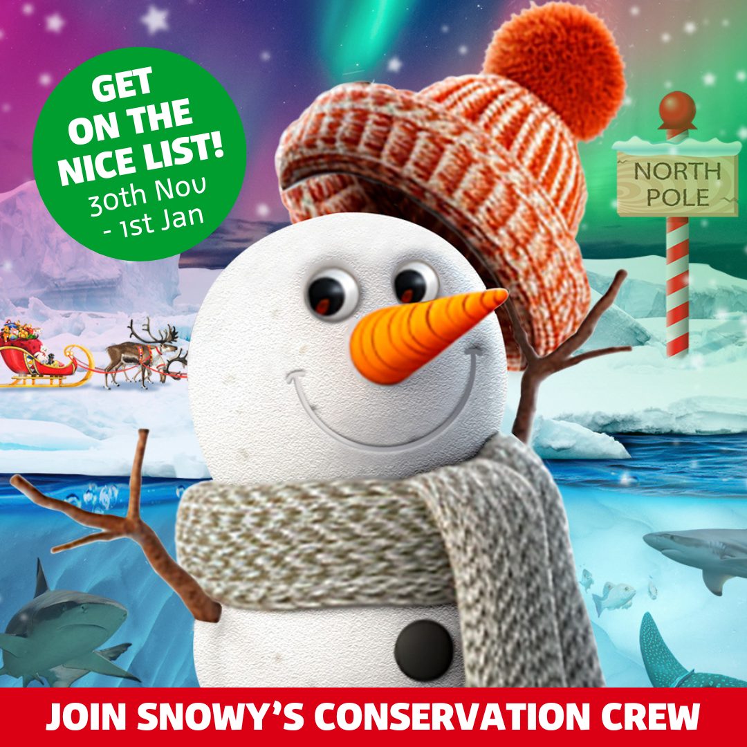 You can now join Snowy's Conservation Crew at SEA LIFE for a special arctic Christmas adventure to learn about the amazing North Pole and the animals that live there. For more information and tickets, please visit the <a href="/SEALIFEWeymouth/">Weymouth SEA LIFE</a> website here: visitsealife.com/weymouth/
