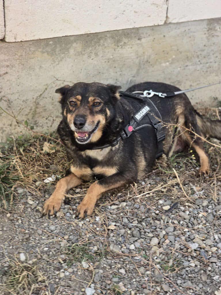 She’s urgent.. at 11 years old, she’s going to really struggle through winter.
We promised her rescuer to try and find her a home, but we sadly haven't yet.
Lady is a wonderful dog, friendly with dogs and people.. She really needs a retirement home soon.

pawprints2freedom.co.uk/apply