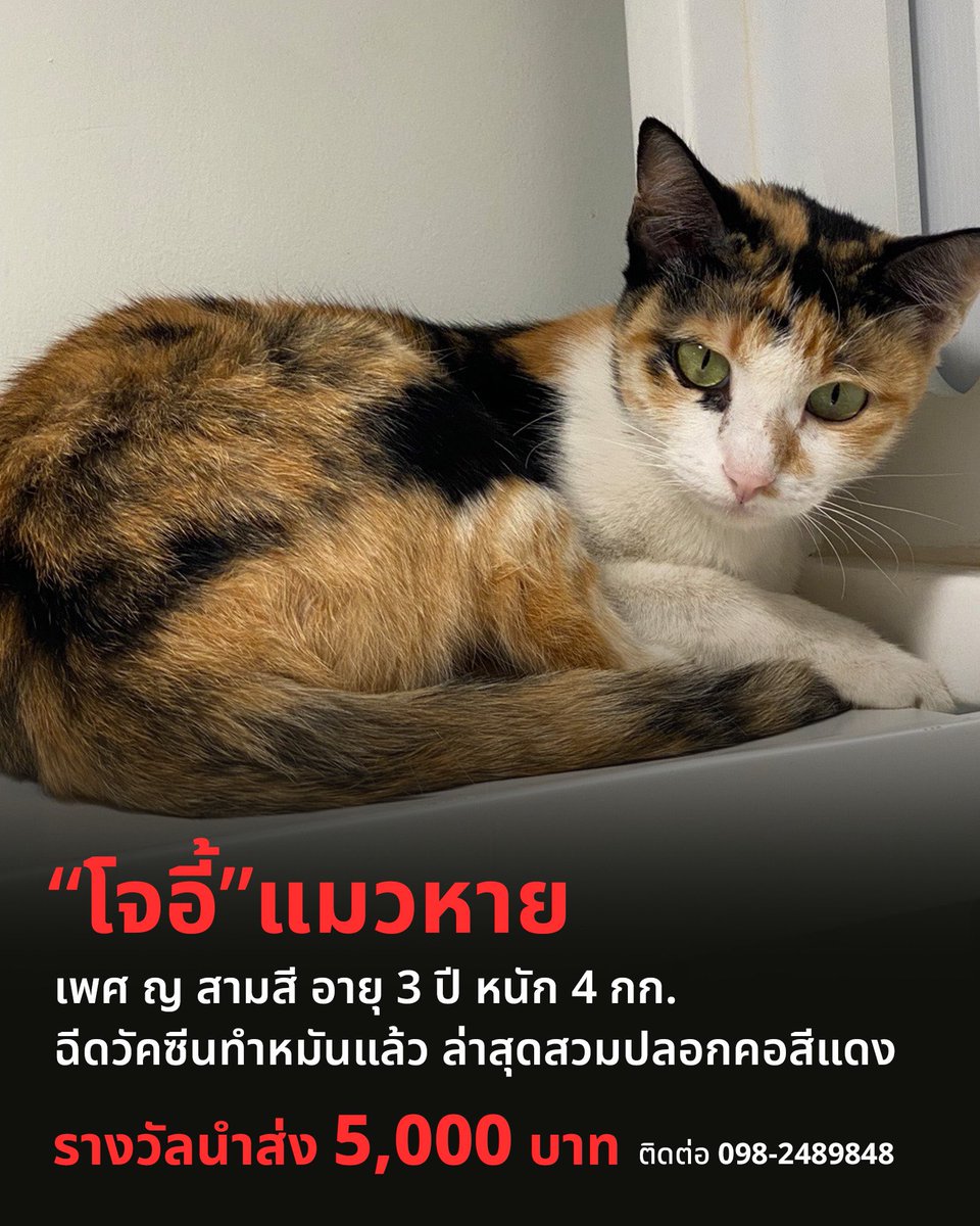 ตามหาแมวในรูปโปร แมวหาย tweet media