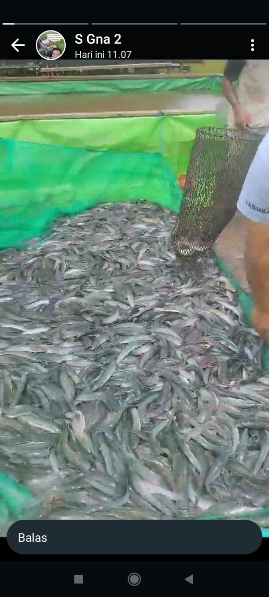 r_luhkan's tweet photo. Jum'at (29/11), Setia Rahman, Luhkan Kab.KotaWarTim, melaporkan hasil Panen Ikan Lele, Milik Pemudidaya ikan a. n Bapak Karmiadi , di Desa Jaya Karet, Kec. Mentaya Hilir Selatan Kolam Terpal  sebanyak  217 Kg, Harga 21.000/Kg
#GiatLuhkanSatminkalGONDOL
#Panen
@bppsdm_kp https://t.co/sGtiIBZazU