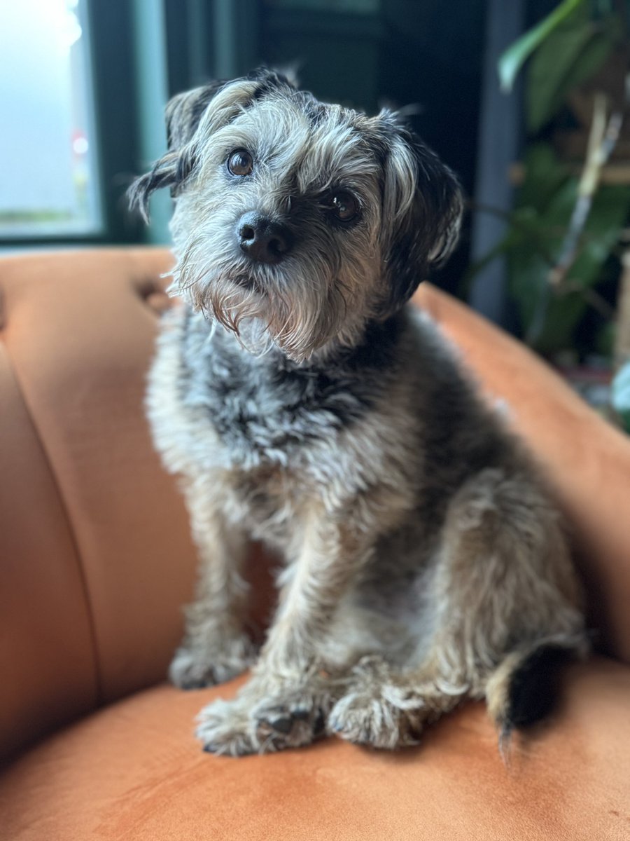 Tobi_LeRone's tweet image. Floor beds aren’t safe when Eufy’s on the loose!! Escaped to higher ground 😬 #RobotVac #Eufy #SpinnyDevilDrone #ElectricDaddyLongLegs #BTPosse