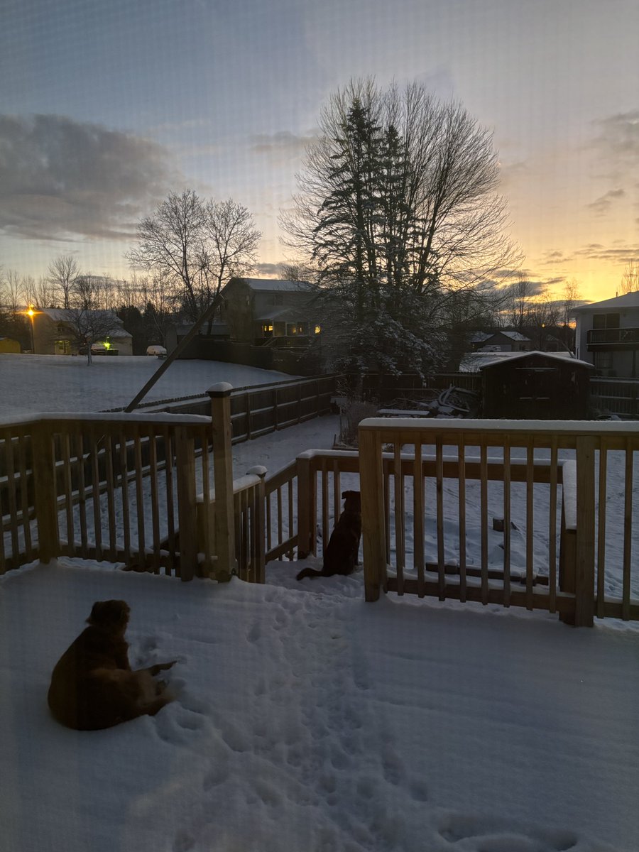 Happy December! They called for lake effect snow this morning and my son was very upset he didn’t get a snow day today. How much snow did you get!? Here are my pups enjoying the snow and the sunrise 🌅 #dogsofinstagram #lakeeffectsnow