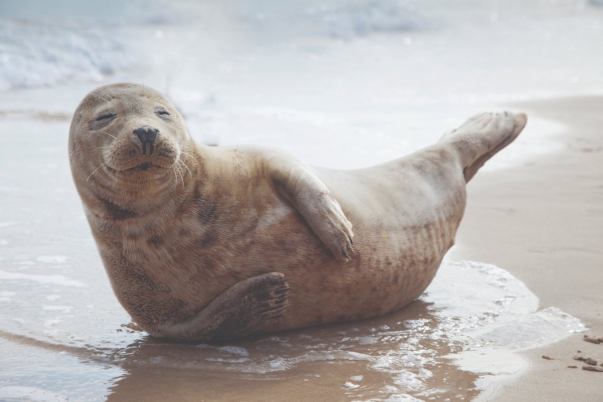 Are your children home educated? Join us tomorrow for our Marine Mammal themed session! 🐳

Learn about mammals in our seas and conduct a seal survey from the cliffs 🦭

Booking required 👇
bit.ly/3ZvP1n2