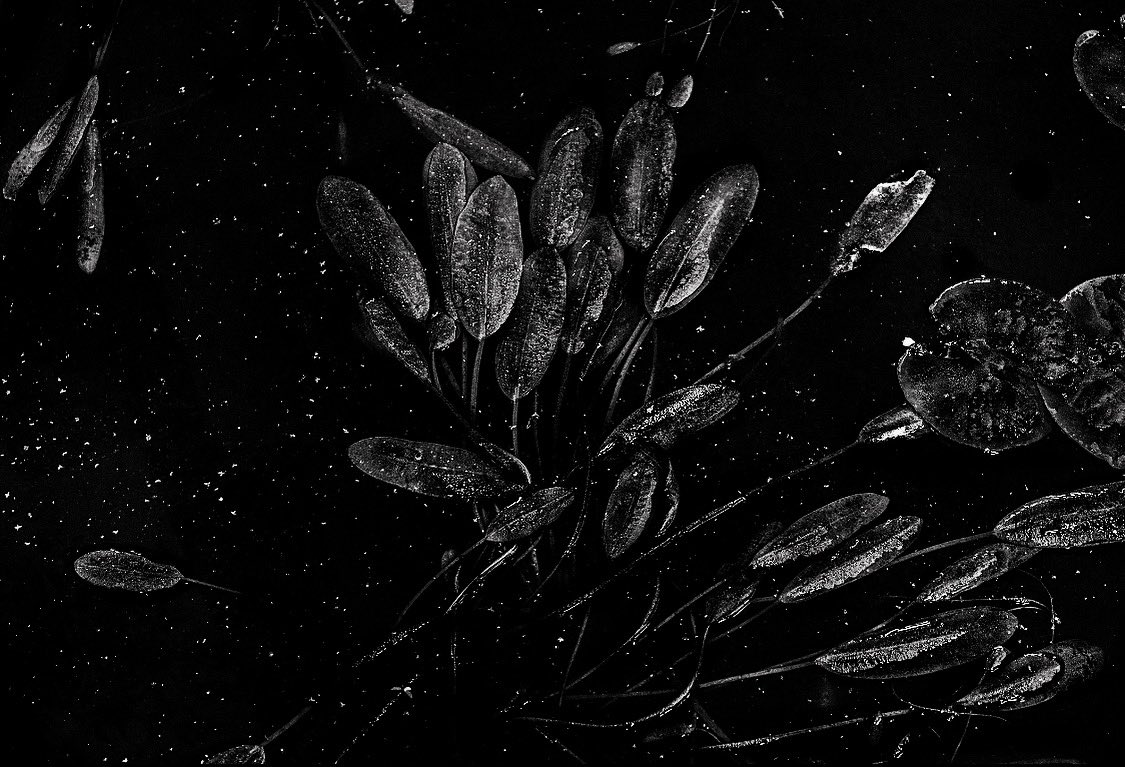 Ayer vi en la pileta el universo, fue un regalo y una invención de mi cabeza. Pero ahí están las estrellas y el sentimiento de eternidad a través de la transformación de la materia. Creo en la noche como escribía Rilke