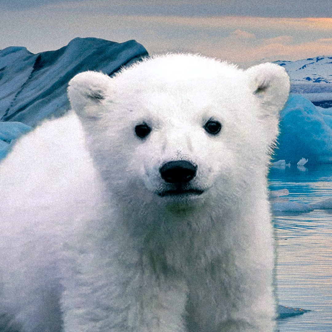 <a href="/CoinMarketCap/">CoinMarketCap</a> soon 

$KNUT is joining $FRED x $PNUT

Rip <3 xx