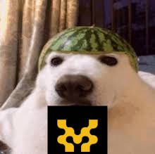 kakollo20st's tweet image. #gmovechallenge  gmove  :]
Strong movements Good movements Strong friendly movements Community movements And memes Need I say more? GMOVE!