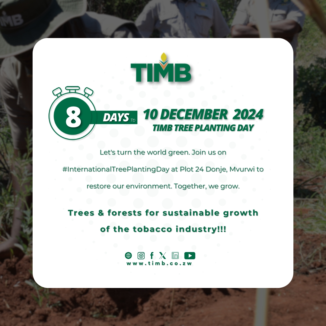 timb_zw's tweet image. 🌳 8 DAYS TO GO! 🌱 Join us in Mvurwi on 10 December 2024 for the TIMB Tree Planting Day. 🌍💚 #Sustainability #TreePlantingDay #TIMB