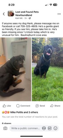 Caller to <a href="/VOCMOpenline/">VOCM Open Line</a> needs our help !

Hank has been missing since Saturday morning.

#nltraffic