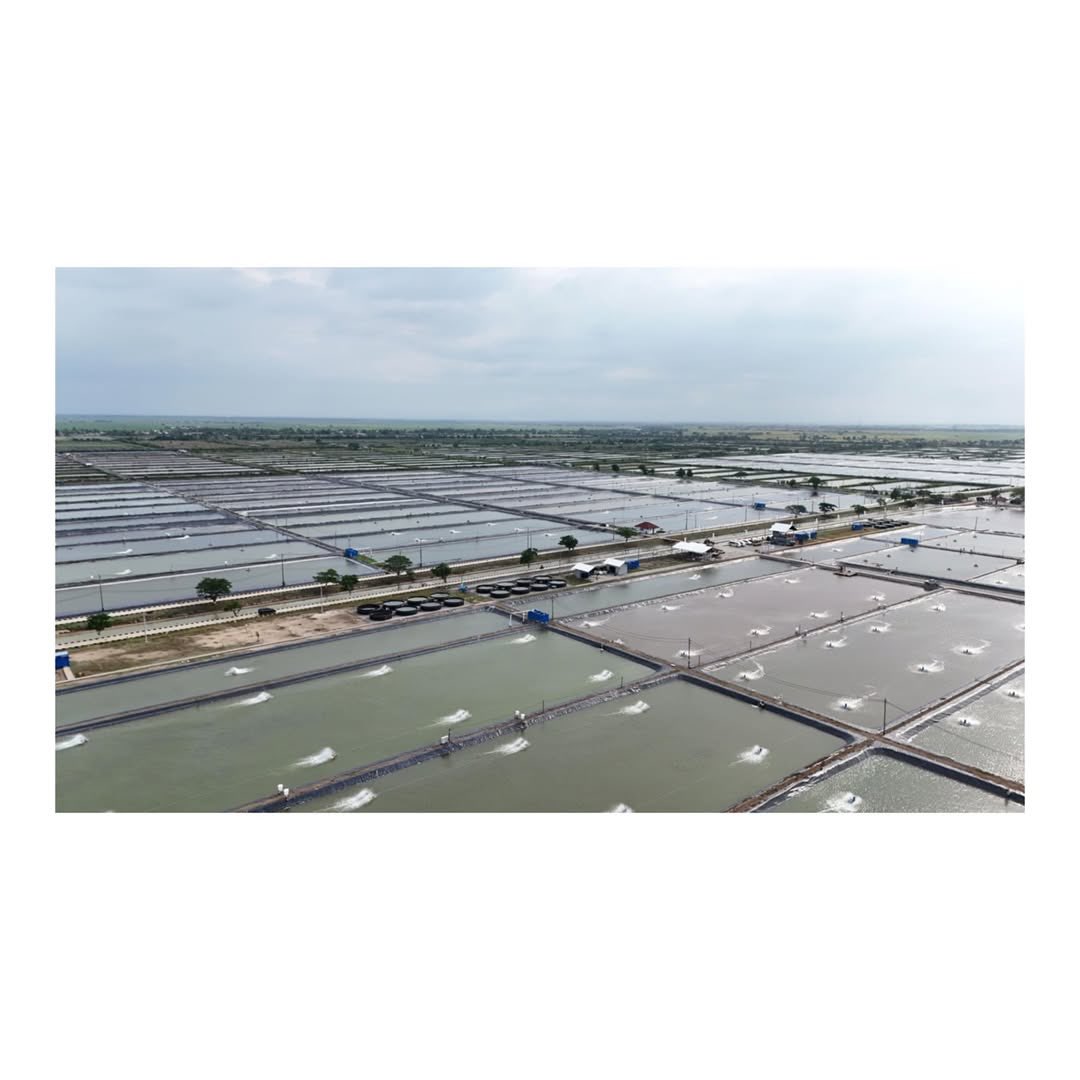 prabowo's tweet photo. Meninjau Tambak Budidaya Ikan Nila di BLUPPB, Karawang bersama dengan Kementerian Kelautan dan Perikanan.
Dengan kapasitas lahan seluas 84 hektar ditargetkan produksi budidaya ikan nila ini akan mencapai 80-100 ton per hektar per siklus. Hal ini bertujuan untuk pemenuhan bahan protein ikan sebagai penunjang program Makan Bergizi Gratis. 

Saya juga menyempatkan menyapa warga Karawang yang dengan antusias menyambut saya dengan penuh suka cita dan riang gembira.
