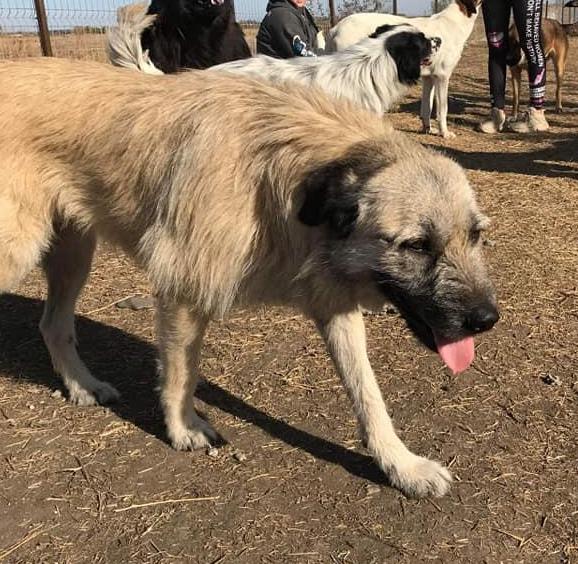 A foster has taken Miroku in but she needs a forever home.
She is medium/large size and is house trained. She is
very playful! However she does get anxious when alone.
She is great on the lead and travels well.
She is good with dogs, cats and children.

pawprints2freedom.co.uk/apply