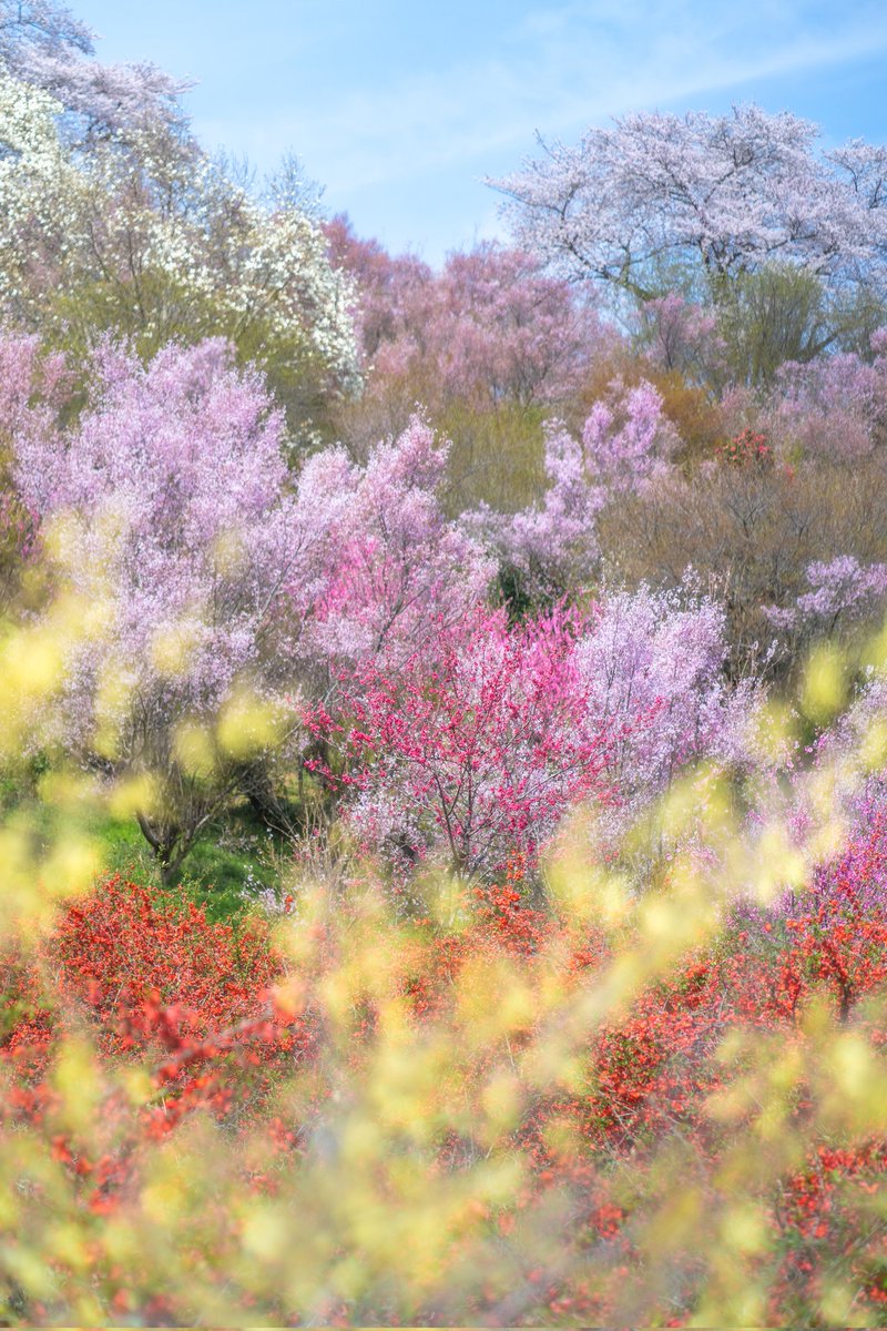 03Ns1996's tweet photo. 四季の彩り
#tokyocameraclub 
#東京カメラ部 https://t.co/6rNVSCHwxS