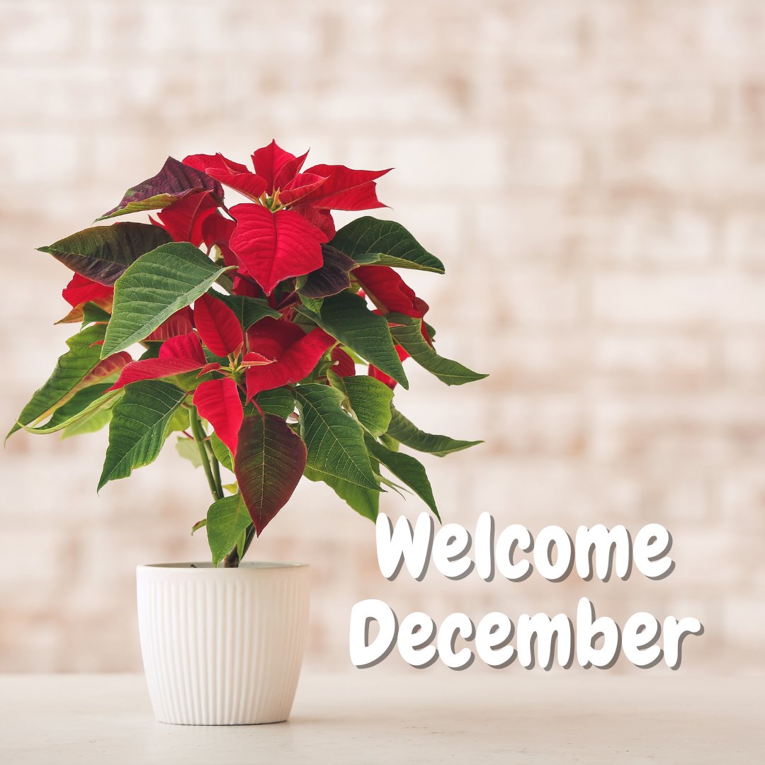 December has arrived, marking the final month of 2024! With sapphire as the birthstone and holly, poinsettia and orchids brightening our world.

Wishing all December birthdays abundant joy and blessings from Vocal Rogue CIC!

#HelloDecember #BirthdayBlessings