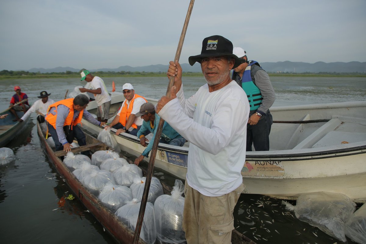 JesusLeonInsig's tweet photo. Bien A.M, con @crautonoma en el “Puerto Miguelazo”, cerca al embalse El Guájaro, sembrando 200 mil alevinos de bocachico para el repoblamiento con especies nativas que beneficia 3 organizaciones de pescadores en los corregimientos de Villa Rosa, Rotinet y Repelón. https://t.co/et2FWTEize