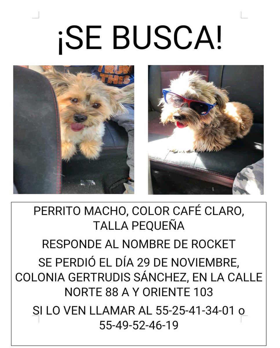 cha_vezz's tweet photo. @PrrosPerdidosMX https://t.co/BUfOZDrTm7