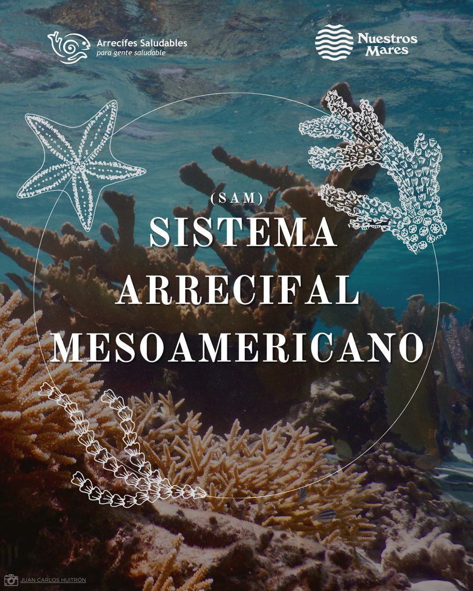 HealthyReefs's tweet photo. En Arrecifes Saludables para Gente Saludable y Nuestros Mares, queremos que termines el año recordando sobre el papel tan importante del Sistema Arrecifal Mesoamericano y algunas de las especies de corales constructoras de arrecife.

#ArrecifeMesoamericano #ConservaciónMarina https://t.co/kLFGLkodjv