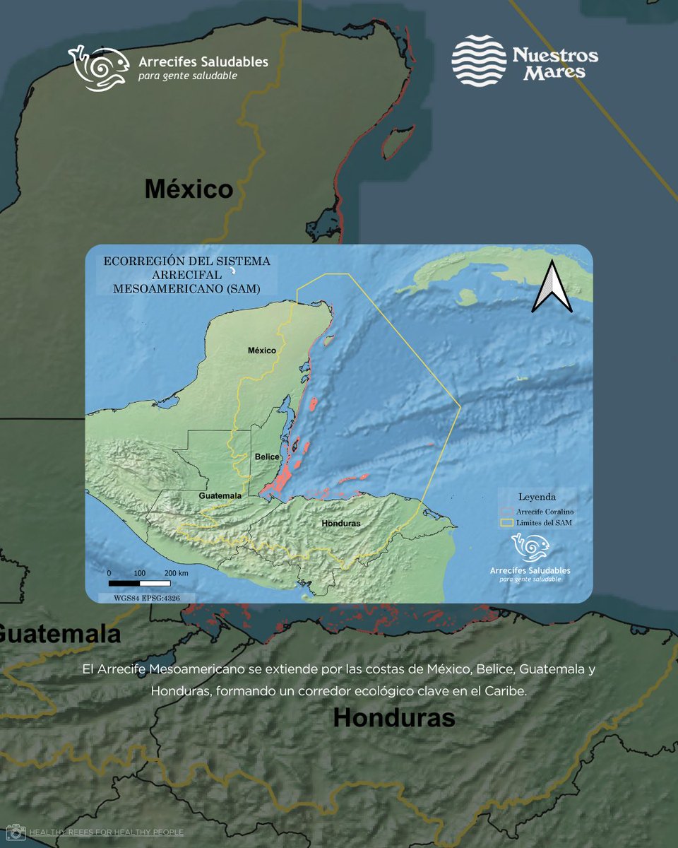 HealthyReefs's tweet photo. En Arrecifes Saludables para Gente Saludable y Nuestros Mares, queremos que termines el año recordando sobre el papel tan importante del Sistema Arrecifal Mesoamericano y algunas de las especies de corales constructoras de arrecife.

#ArrecifeMesoamericano #ConservaciónMarina https://t.co/kLFGLkodjv