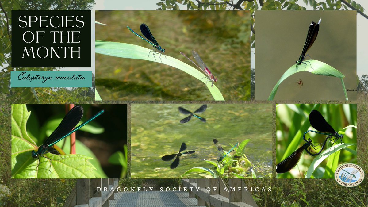 December is a month to remember what we have lived. That's why, in this edition of #SpeciesoftheMonth, <a href="/phrelanzer/">Cindy Crosby</a>  us about her first experience with dragonflies. Join us to discover this magical story.

🇺🇸 dragonflysocietyamericas.org/en/blog
🇨🇴 dragonflysocietyamericas.org/es/blog