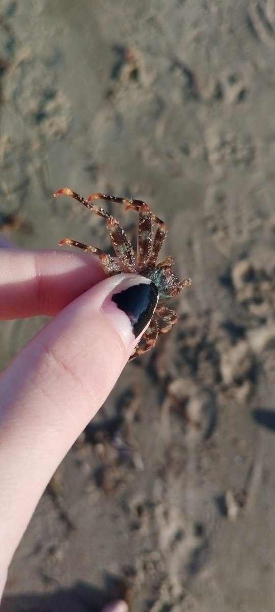 slothdive's tweet image. no os vais a creer a quien conocí el otro día (lo cogí para dejarlo en las rocas cerca que estaba muy expuesto y lo iban a chafar y no podía cargar con el peso de su fantasma)