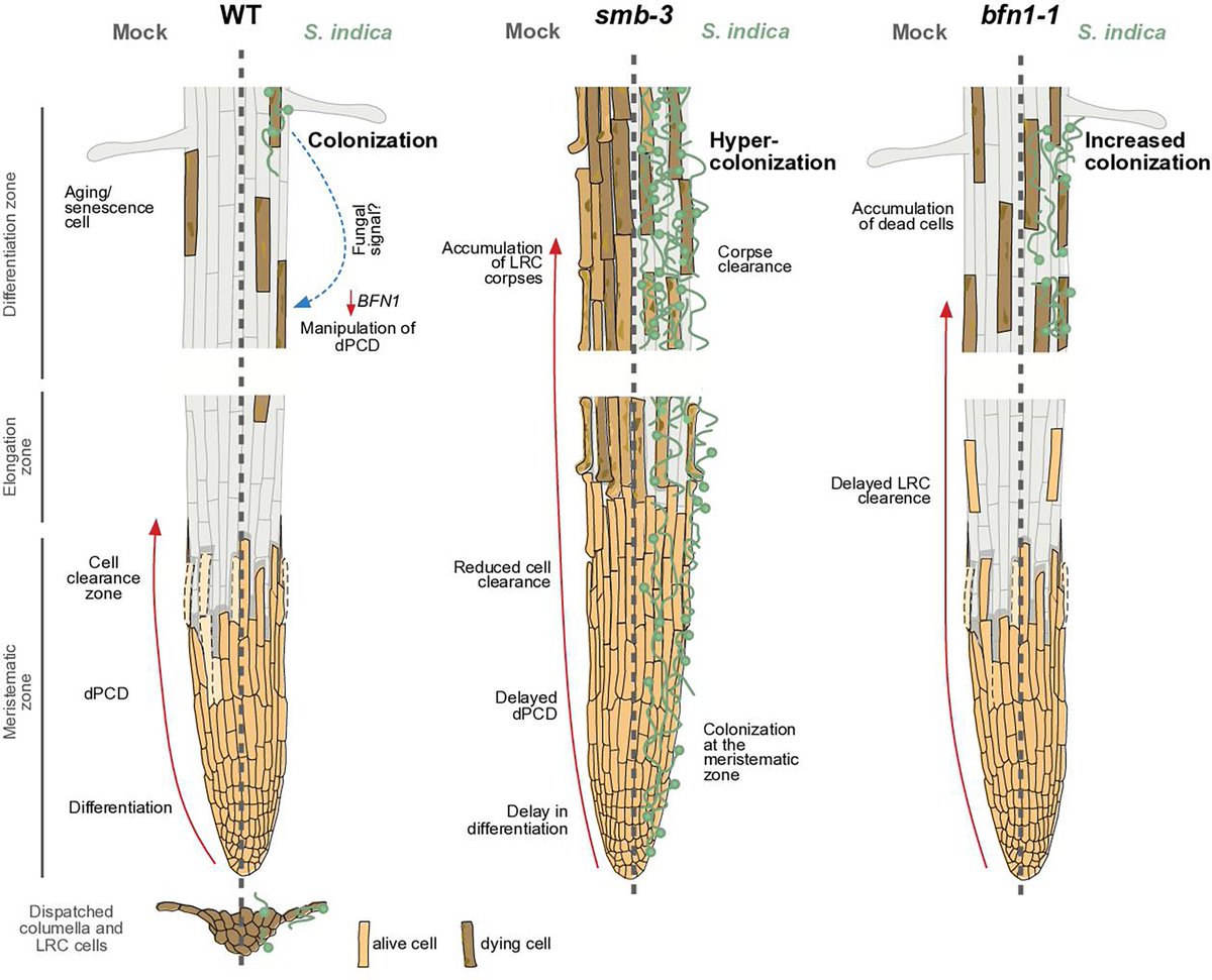 Arif (@aribidopsis) on Twitter photo A nice story about the function of root cap cells as a defense mechanism for restricting microbial invasion in the root.
Root cap cell corpse clearance limits microbial colonization in Arabidopsis thaliana <a href="/eLife/">eLife - the journal</a>
elifesciences.org/articles/96266 A nice story about the function of root cap cells as a defense mechanism for restricting microbial invasion in the root.
Root cap cell corpse clearance limits microbial colonization in Arabidopsis thaliana <a href="/eLife/">eLife - the journal</a>
elifesciences.org/articles/96266