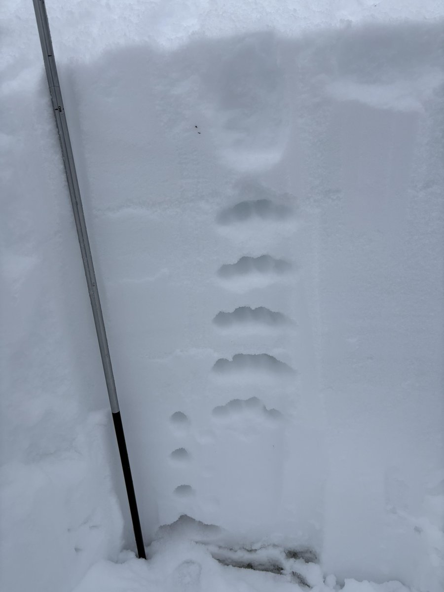 GNF_Avalanche's tweet photo. #GetTheForecast for 12/2:
https://t.co/ZgScdX5is3
In Cooke City, the danger is rated MODERATE due to recent snowfall.
ICE CLIMBERS, wet loose avalanche activity will increase this afternoon in Hyalite Canyon. These are dangerous in gullies.
📸Snowpit in the Bridgers. A. Newman https://t.co/nz3YZR698W