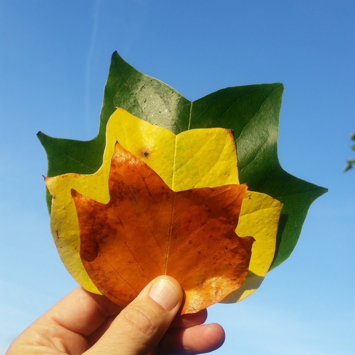 Exmouth Green Drinks, tomorrow evening, Tuesday 3rd December 2024 at Sundowners Cafe: an update from Transition Exmouth - connecting with members old and new! From 7:30