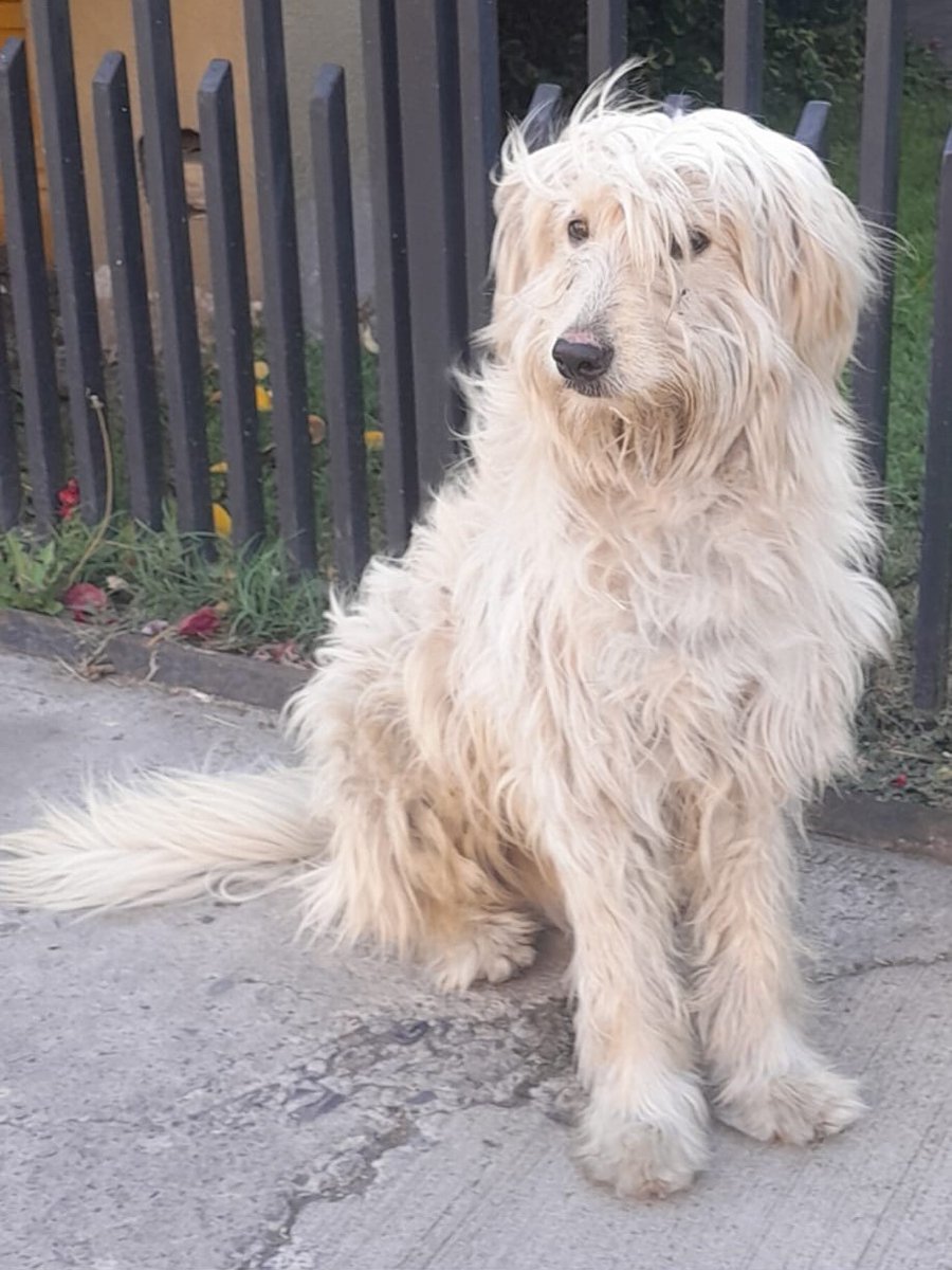 eltuitdemarsh's tweet photo. Este perrito, suponen abandonado, hoy duerme en la calle. Específicamente en la esquina de Alberto Llona con Jorge Contador Bravo en la comuna de Maipú. Es muy dócil y cariñoso. Si lo estás buscando o deseas darle un hogar, ya sabes donde encontrarlo. Favor RT!
#Maipú https://t.co/P9ewiWjmNx