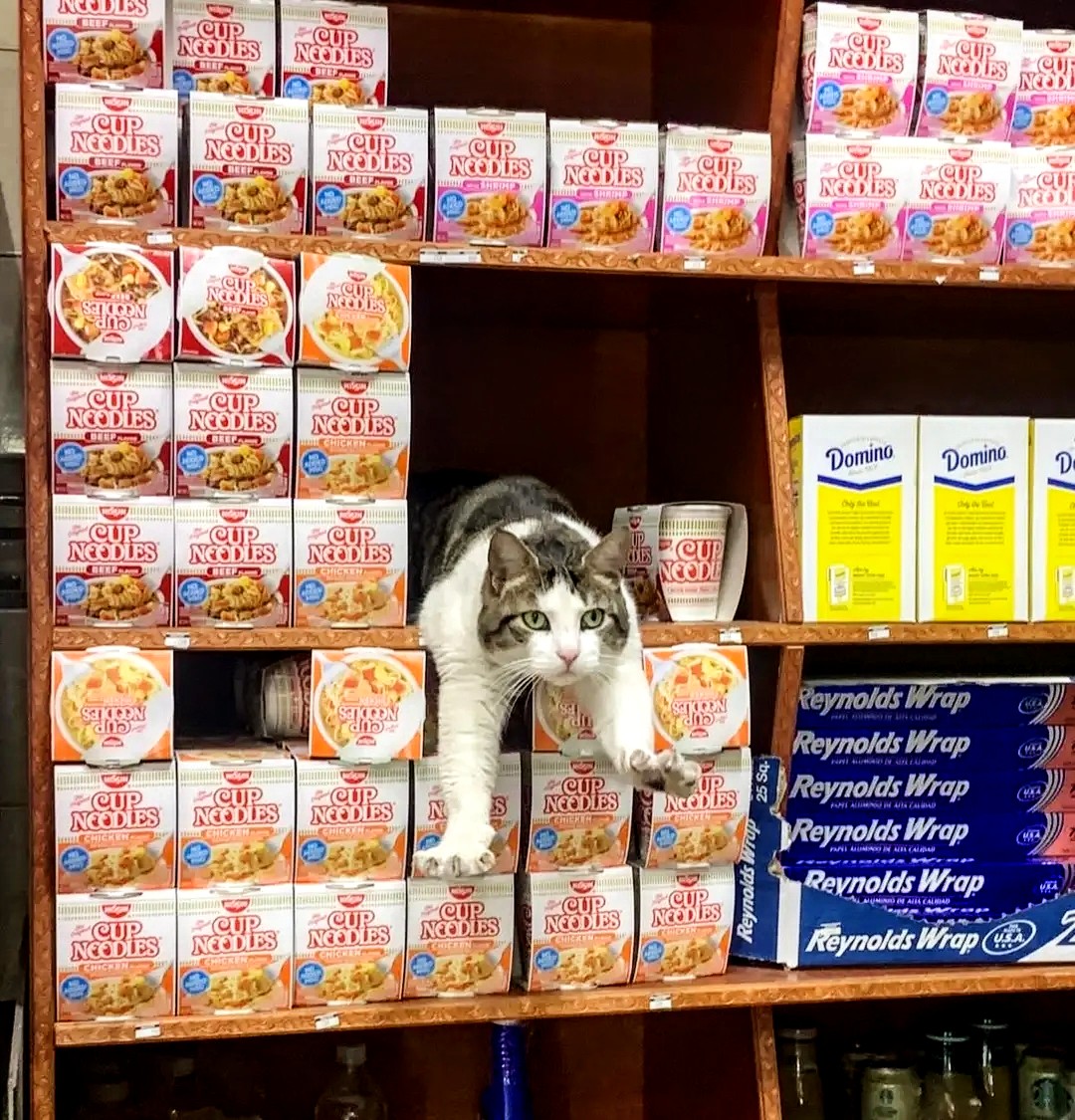 StevenBayShore's tweet image. "Alls I wanted to do was pick up some cheap ramen to help with my cold!", @FredBrooklynOG congestedly told a chum.
"I can't even do THAT in peace! I hate Steve!"
#AlwaysWatching