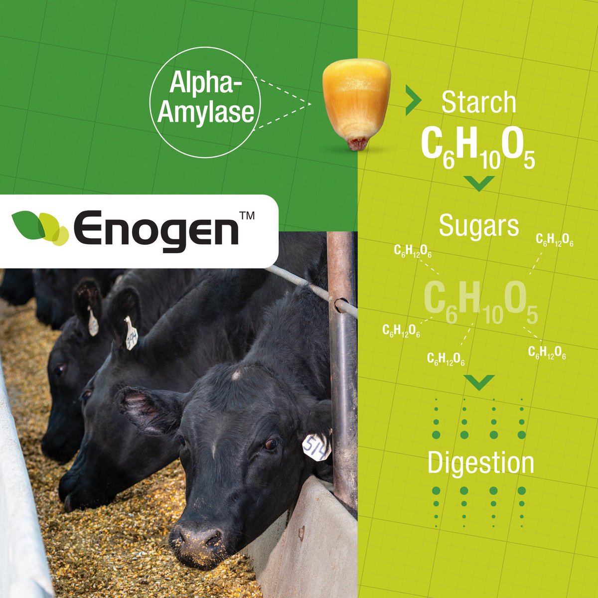 Corn is the most widely used source of grain in cattle diets. But cows can't digest this necessary source of energy easily.

That's where <a href="/EnogenCanada/">Enogen™</a> corn comes in. The α-amylase in Enogen corn simplifies the breakdown of corn starch into sugar, improving starch digestibility.