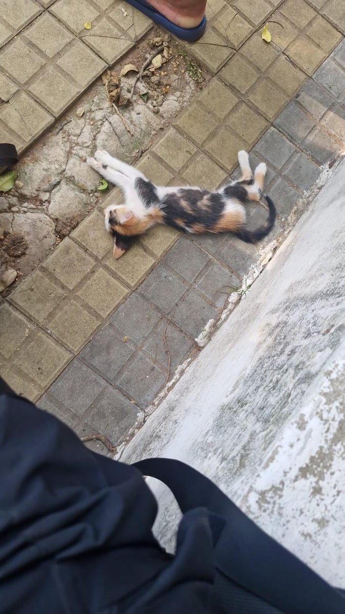 NGinzo's tweet image. RT POR FAVOR! 🙏🏻 ⚠️

Ayer con el calor inmenso que hacía, encontramos esta gatita tirada en la vereda, totalmente débil.

Como no pudimos ser indiferentes y dejarle morir, le llevamos, pero necesitamos hogar para ella, porfa si nos ayudan a compartir 😭🤍

Contacto: 0994913428