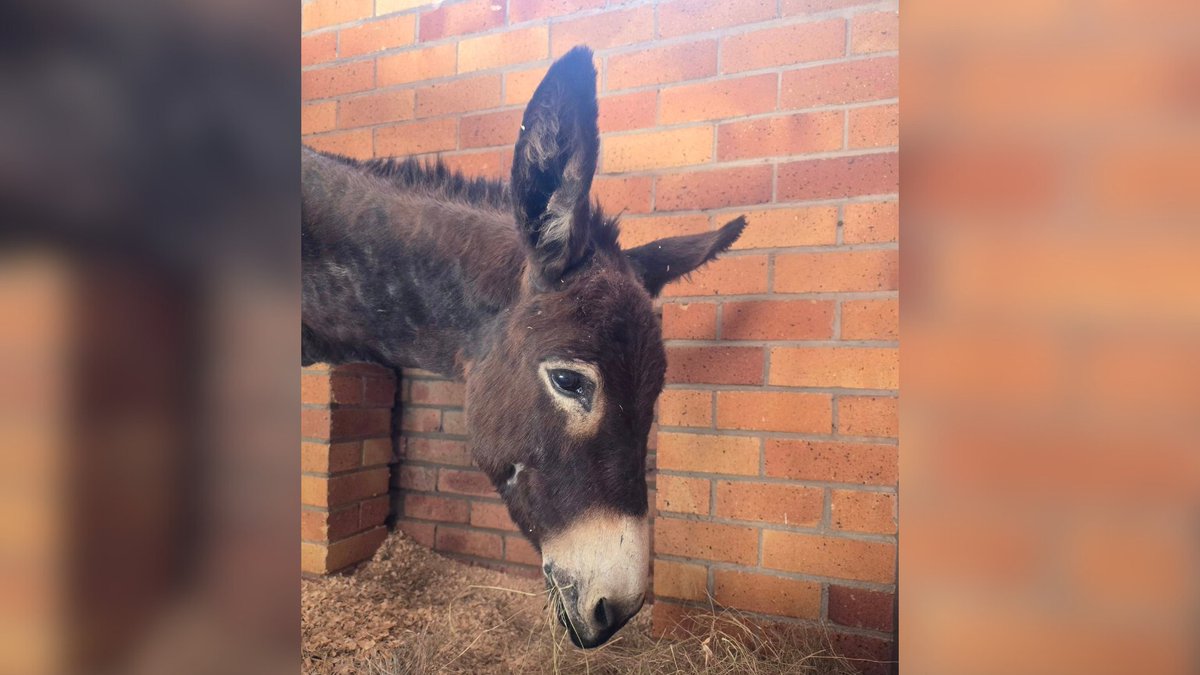Network4Animals's tweet photo. GREAT NEWS! Margot & Maribelle, the donkey YOU helped save, are making a miraculous recovery!
Margot gave birth soon after arriving at our partner sanctuary, but sadly, the newborn died shortly after.
Despite that, they're happy! Thank you for making this possible.
#NFAUpdates https://t.co/et14yA1pua