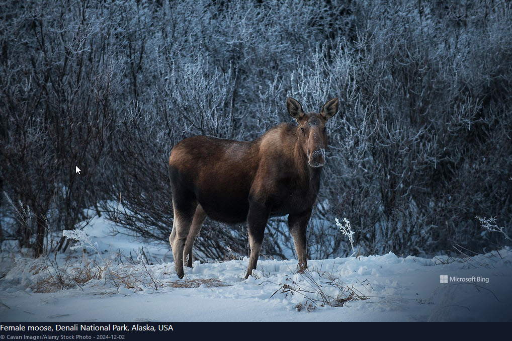 GrassBased's tweet photo. Thank you, @Bing, for this Moose Monday #Ruminati wallpaper!
#RuminantsRULE! https://t.co/ABIckwPTUD