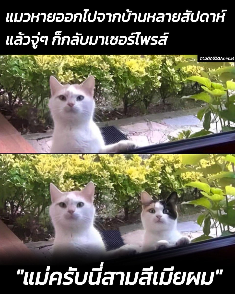 AnimalFW_TH's tweet photo. แมวส้มที่หายออกไปจากบ้านนานหลายสัปดาห์ แล้วจู่ๆ น้องก็กลับมาเซอร์ไพรส์เจ้าของแบบไม่ทันตั้งตัว 😸
แมวส้ม : สามสี ต่อไปนี้ที่นี่จะเป็นบ้านของเธอด้วย 😗
สามสี : ฝากเนื้อฝากตัว ฝากลูกในท้องเราด้วยนะนุด ☺️
อาณาจักรสัตว์โลก มีม&amp;สาระ By ตามติดชีวิตAnimal https://t.co/5mFjs7xODI