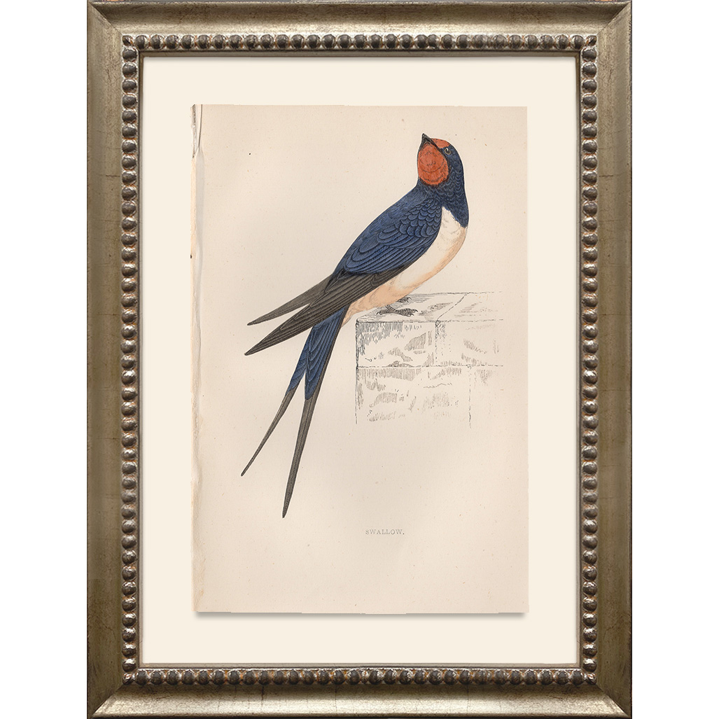 Bring the beauty of nature indoors! This adorable vintage bird illustration captures the delicate details of our feathered friends in all their glory. 

#VintageArt #BirdIllustration #NatureInspired #HomeDecor #BotanicalArt #ShopSmall #BirdLovers #NaturalHistoryArt #WildlifeArt