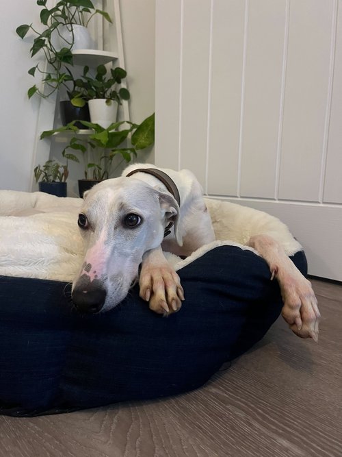 LurcherSOS's tweet photo. Chase is a young boy, no older than 1 ½, who loves cuddling up to humans! He has had a tough start in life but you’d never guess, as he is so trusting and loves people. He loves zooming around the garden with a toy &amp; then climbing on the sofa for a snooze #k9hour https://t.co/qxaJybxeQV