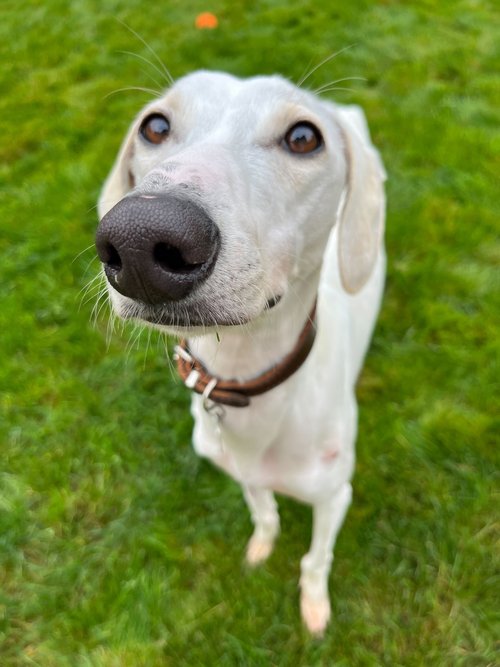 LurcherSOS's tweet photo. Chase is a young boy, no older than 1 ½, who loves cuddling up to humans! He has had a tough start in life but you’d never guess, as he is so trusting and loves people. He loves zooming around the garden with a toy &amp; then climbing on the sofa for a snooze #k9hour https://t.co/qxaJybxeQV