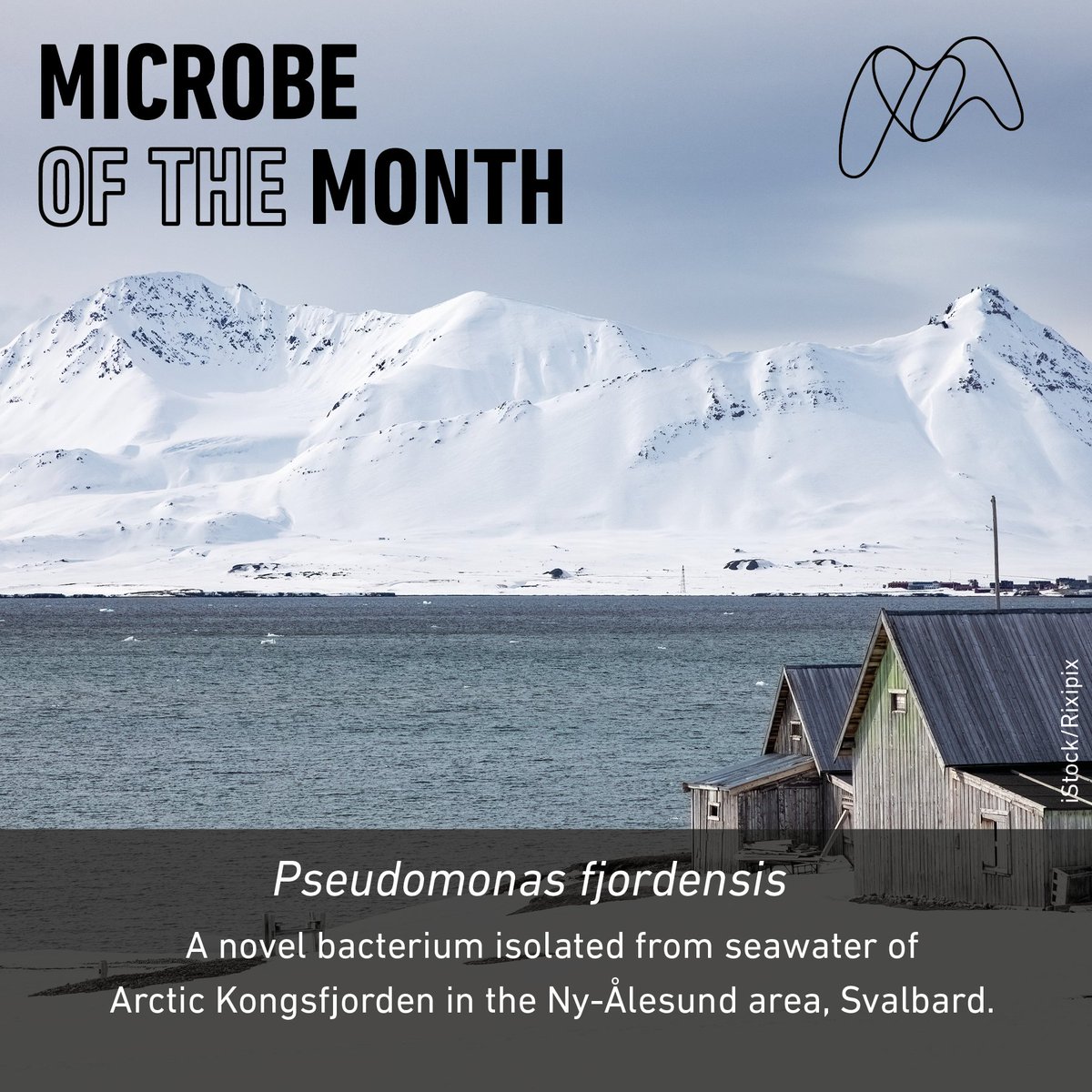 It's December, so you know what that means—it's the last Microbe of the Month for 2024. We know that we had another icy origin last month, but we had to share Pseudomonas fjordensis with you. Find out more in our last New to Science of 2024 here: microb.io/3Orwu4Q