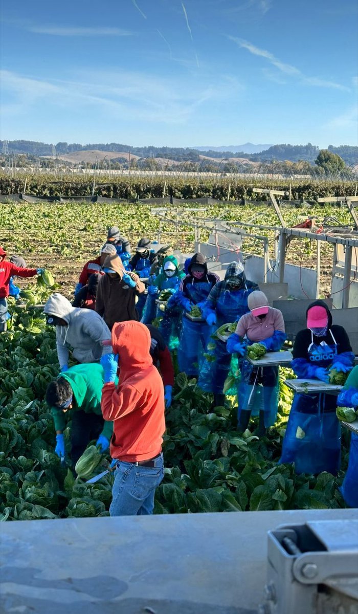 Workers are harvesting romaine lettuce in Hollister CA. When they begin work at 5:30 am, there is freezing cold dew on the crop. This makes it hard to pack good quality lettuce. In addition,  workers share that their fingers feel numb as they harvest. #WeFeedYou