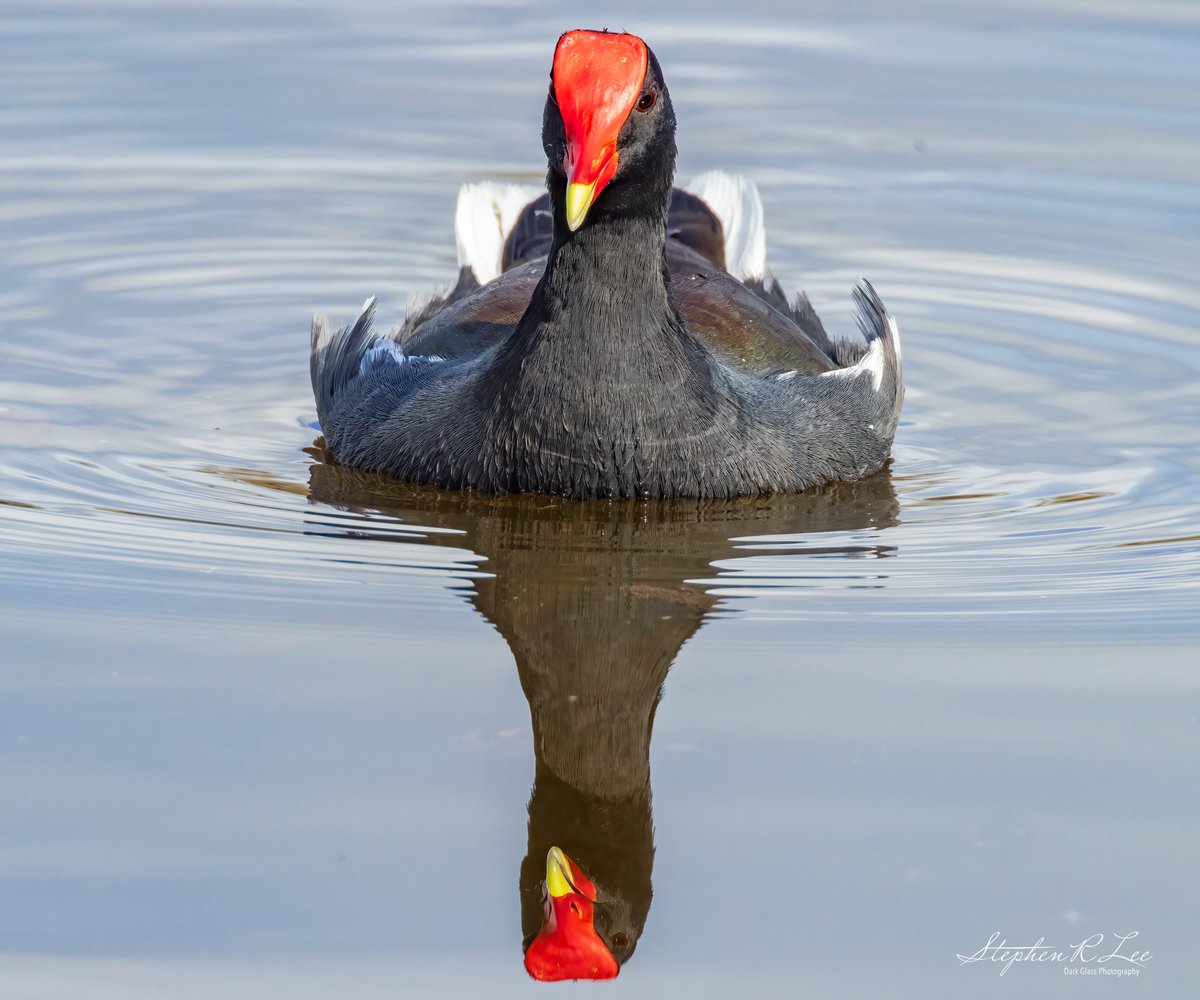 "Here's Looking At You"
A common gallinule, aka marsh hen, in the Orlando Wetlands, Florida. #florida #birds #birding #BirdsOfTwitter #wildlifephotography #naturephotography