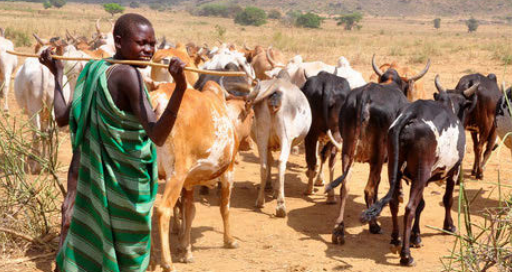The <a href="/USAID/">USAID</a> #Uganda KRSU Activity’s research shows that engaging w/ #youth during periods of uncertainty is crucial: youth absence from livelihood activities in Karamoja often signals impending conflict or cattle raids. Learn about KRSU’s youth research: bit.ly/4dCg43Q