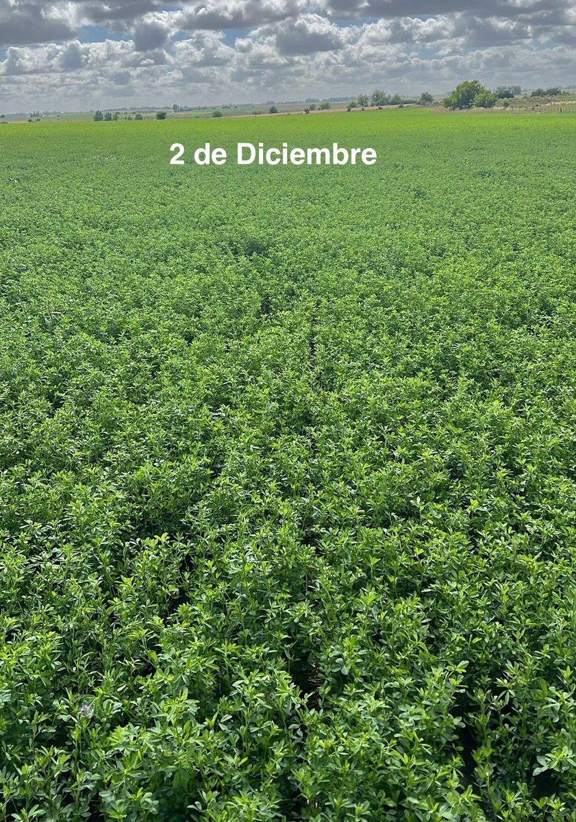 📍Ombúes deLavalle-Colonia2/12
☘️#Alfalfa de 1er Año
🚩#ACRECIO🇫🇷 + #CIGOK🇫🇷

✅ Potenciar el crecimiento
✅ Corregir deficiencia de Potasio
⏩️ TC 80 Kg MS/Há 🚀🚀

#bioestimulantes #Potasio
#Nutriavanza <a href="/agroterrauy/">agroterrauy</a> 🇺🇾